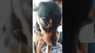 Mi perro chito aiuda xd funny memes comedy humor [upl. by Corby136]