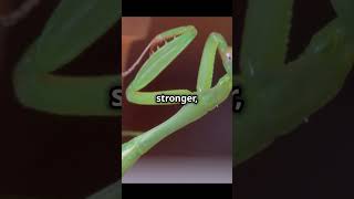 Why Female Praying Mantises Eat Their Mates facts naturecuriosities amazingfacts science [upl. by Quillon]