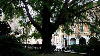 Old Ginkgo tree in Ravenna Italy [upl. by Dnumde]