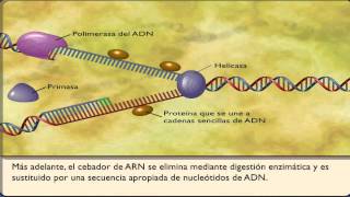 ADN  Replicación del ácido desoxirribonucleico  Explicación animada [upl. by Arayk]