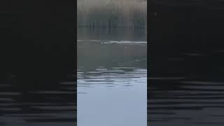 Juvenile Little Grebe Hunting Prey At Dusk birds avian nature [upl. by Ettedo]