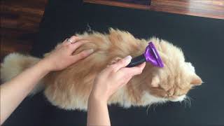 FURminator For Cats Review [upl. by Etnovad]