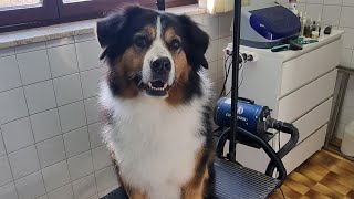 Grooming Bernese Mountain Dog mix [upl. by Ellerrehc]