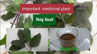 Medicinal plant Ocimum tenuiflorum Ocimum sanctum Holy basilTulsi [upl. by Gnud]