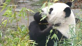 16 März Großer Panda Ailuropoda melanoleuca National Panda Day Tag des Pandas Giant Bear Meuyùng [upl. by Nwahsir468]