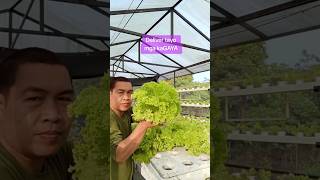 Fresh lettuce in a cup lettuceinacup hydroponics farmlife farming proudfarmer formerofw [upl. by Lede]