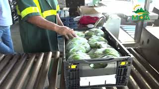 French Delegation Explores Saint Lucian Banana Market [upl. by Delija620]