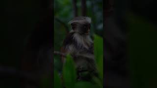 Zanzibar’s wildlifeRed Colobus baby monkey 🐒🌴redcolobusmonkey monkey zanzibar sansibar tanzani [upl. by Sirtaeb]