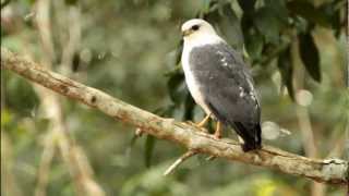 Gaviaopombopequeno Amadonastur lacernulatus Whitenecked Hawk [upl. by Malissia978]