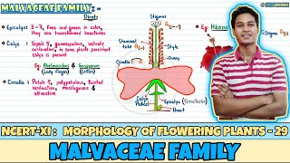 Morphology of Flowering Plants Lec 29 Malvaceae Family Class 11 NEET 2024 [upl. by Alliscirp383]