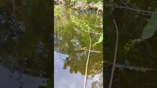 The best way to hook fishing in the pond Part810 fishing shortsfeed [upl. by Melina]