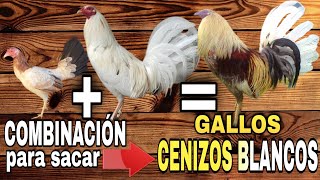 COMBINACIÓN para sacar Gallos CENIZOS BLANCOS  Gallos Finos🐓 [upl. by Srevart]