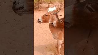 donkeys fighting villagelife gadhe nature [upl. by Onairam]