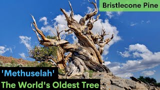 METHUSELAH  The 5000 Years Old Tree  Bristlecone Pine Tree  Oldest Tree  botanyfacts [upl. by Chapland690]