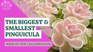 The Biggest and Smallest Pinguicula CalCarn Favorites [upl. by Leahcimrej]