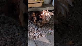 Seidenhuhn vom Kinderbauernhof Silkie chicken from the childrens farm [upl. by Ennagem]