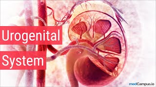 Embryology Urogenital System [upl. by Downall]