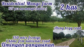 lot364 residential mango farm 127 pcs na manga 2has 5M cgt sgot ni seller 150mtrs frontge umingan [upl. by Elacim]