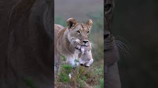 Lioness Gently Carries Her Baby Cub Through the Wild  WildlifeMoments [upl. by Guss525]