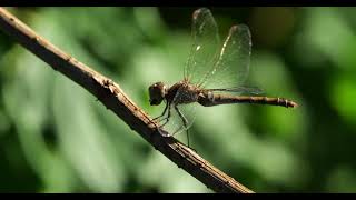 Libelle isst in Zeitlupe Makro dragonfly eating in slowmotion macro dragonfly insects macro [upl. by Winola]