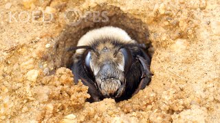 This Bee Builds Sandcastles at the Beach  Deep Look [upl. by Junji255]