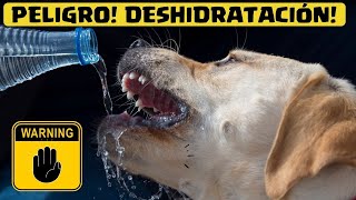 🎯COMO saber si mi PERRO esta DESHIDRATADO⏩ Descubre  7  CLAVES para detectar Perros DESHIDRATADOS✅ [upl. by Sauder]