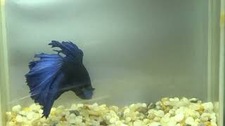 betta fish fish bettafish shorts 419 [upl. by Elliven541]