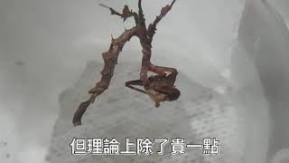 ç§˜é­¯é¾èž³ Stenophylla lobivertex å¼±é«”æ¶æ•‘ä¸­  dargon mantis [upl. by Eanerb]