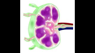 What are the High Endothelial Venules HEV and What is Their Role Inside Lymph Nodes Pr J Moore [upl. by Aleet]