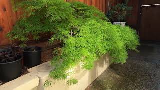 Green LaceLeaf Japanese Maple  2024 Acer palmatum dissectum Viridis [upl. by Nylinej]