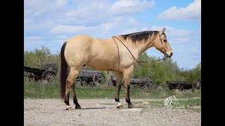 Matt8yr old RanchTrail Gelding Gentle and easy goingSells June 22 Billings Livestock Horse sale [upl. by Studner]