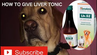 How to give liver tonic to your dogs  Livertonic to your labradors [upl. by Ahsinuq]