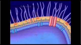 Mecanismo De Resistencia Bacteriana [upl. by Ennairac485]