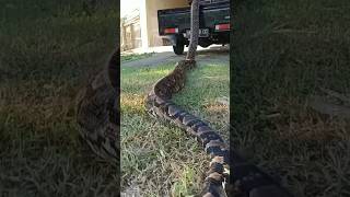 Big python snake unbelievable scene snake python shorts [upl. by Aizirk]