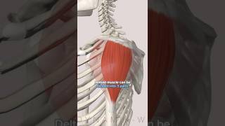 Deltoid Muscle Anatomy [upl. by Melville]