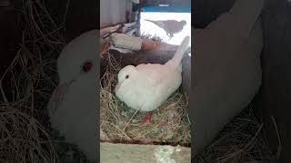 Ringneck Dove 🕊️ dovebirds shortvideo [upl. by Benedikta999]