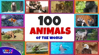 100 Animals of the World  Learning the Different Names and Sounds of the Animal Kingdom [upl. by Mian]