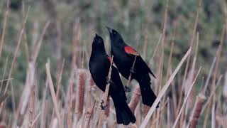 Singing Red Wing Blackbirds [upl. by Laband]