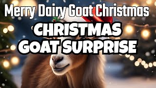 Merry Dairy Goat Christmas [upl. by Sivie]