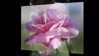 John McDermot  The last rose of summer Irish folk song1805 [upl. by Julian]