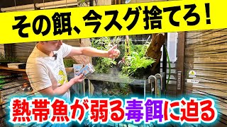 【要注意】熱帯魚に絶対NGの餌！元気に育てるエサの頻度と量！〜アクアリウムin地球59 [upl. by Mariano414]