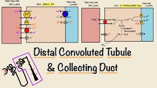 Distal Convoluted Tubule DCT  Collecting Duct  Nephron Transport  Renal Physiology [upl. by Ellennej]