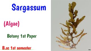 Sargassum Bsc 1st semester Botany UmeshBiology [upl. by Andrea]