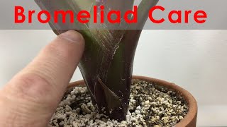 Bromeliad Propagation and Care Update with progression Keeping leaves clean and flowering [upl. by Nauqed]