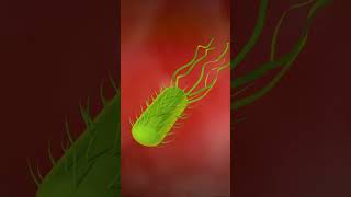 3D animation of the Helicobacter pylori [upl. by Talbert329]