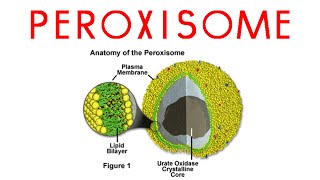 Peroxisomes  structure and function of peroxisomes [upl. by Pasquale891]