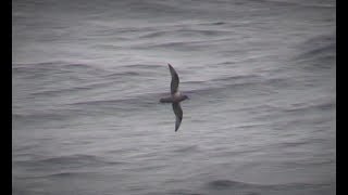 Kerguelen Petrel Gough Island South Atlantic 9th April 2018 [upl. by Wright]