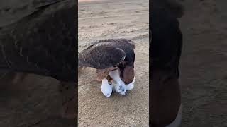 Peregrine falcon catches pigeon very good hunting shortvideo shortvideo shortvideo [upl. by Nuahsel]