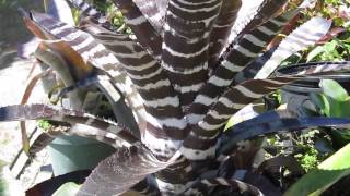 Aechmea bromeliads explained care maintenance light water requirements [upl. by Cumine]