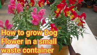 How to grow Dog Flower Plants in a small waste container  Dog flower  Antirrhinum  Snap dragon [upl. by Sessilu307]